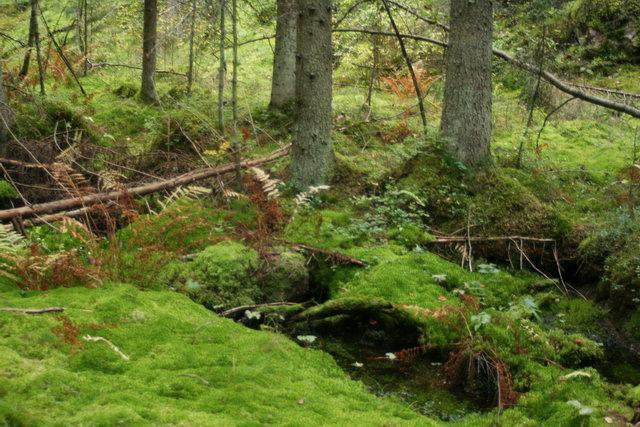 Milyenek a finn férfiak? Milyenek a finn férfiak?