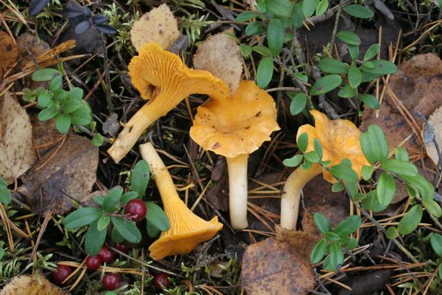 Sárga rókagomba, kanttarelli vagy keltavahvero, cantharellus cibarius