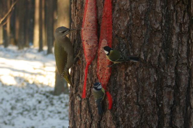 Hamvas küllő vagy szürke küllő  Harmaapäätikka Picus canus