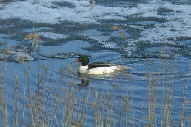 Nagy bukó  Isokoskelo  Mergus merganser