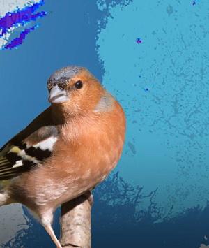 Kép: Yle