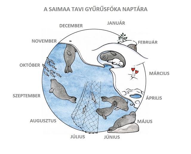 Fókanaptár (Forrás: Metsähallitus)