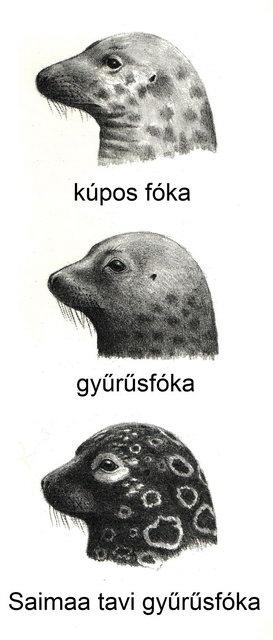 Saimaannorppa, forrás: Kotimaan Luonto-opas (WSOY)