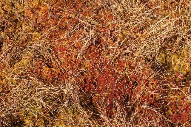 Fotó: Matti Touko, tőzegmoha, Sphagnum 