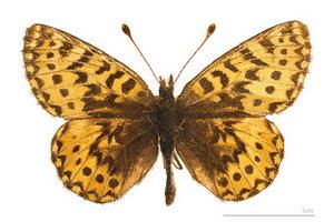 Muurainhopeatäplä (Boloria freija)