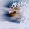 © Matti Touko nature photos